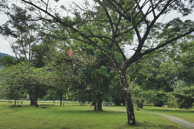 Trees on grassy field