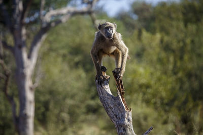 Monkey on tree