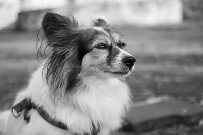 Close-up of dog looking away