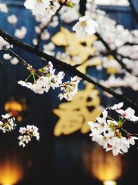 Cherry blossom in japan