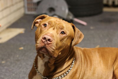 Close-up portrait of a dog