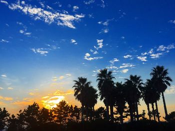 Low angle view of palm trees against sky