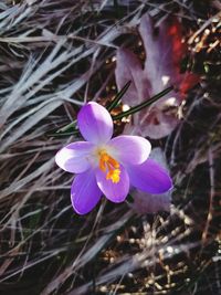 Close-up of purple flowers blooming outdoors