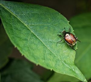 Close-up of beetle on leaf