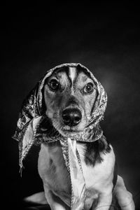 Close-up portrait of dog against black background