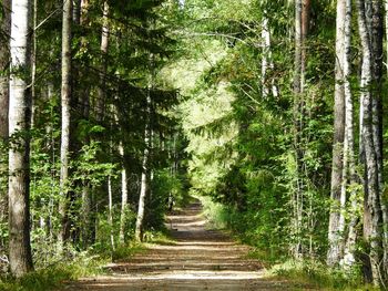 Dirt road amidst trees in forest