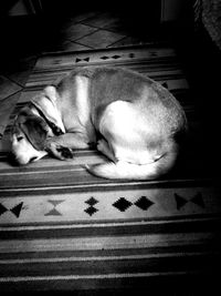 Close-up of dog relaxing on floor