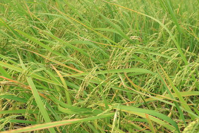 Full frame shot of fresh green field