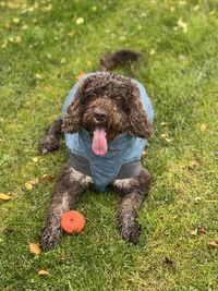 Portrait of dog on grassy field