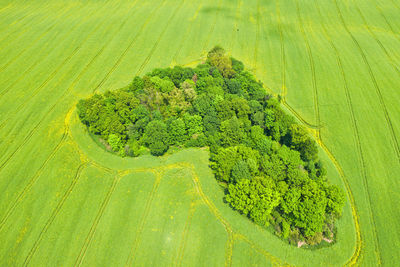 High angle view of fresh green landscape