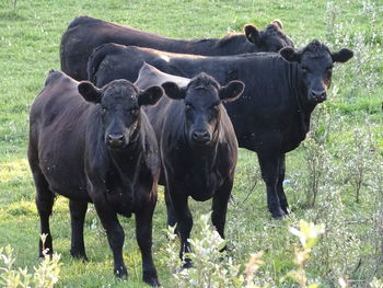 Cows on field