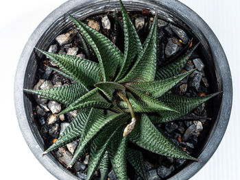 High angle view of succulent plant on white background