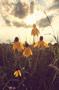 Close-up of yellow flowers blooming on field against sky