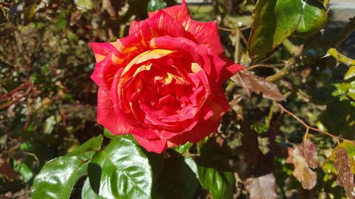 Close-up of pink rose