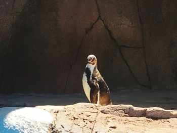 View of bird perching on rock