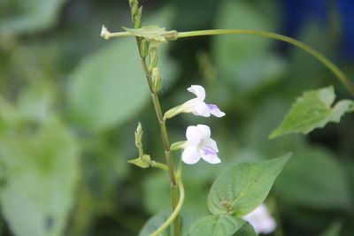 Close-up of flowers blooming outdoors