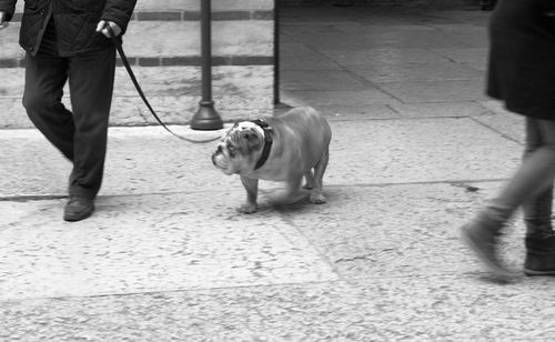 Low section of man walking with dog