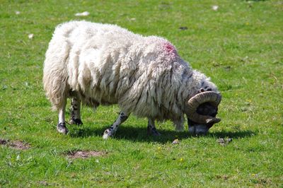 Close-up of sheep grazing on field