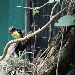 Bird perching on tree