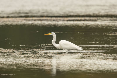 Bird perching on lake