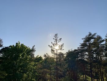 Low angle view of trees against sky