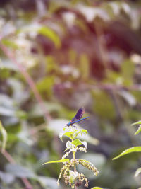 plant