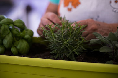 Close-up of hand holding vegetables