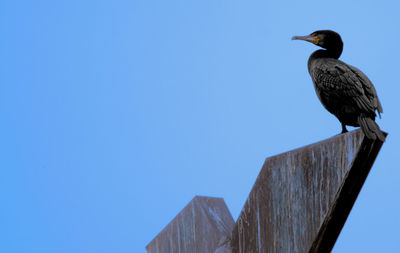 Low angle view of cormorant against clear blue sky 