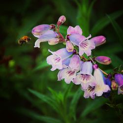 Close-up of purple flowers blooming outdoors