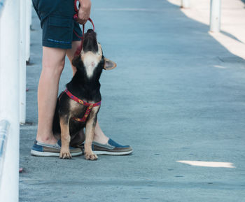 Low section of person with his pet dog standing on footpath