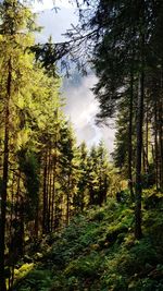 Trees in forest against sky