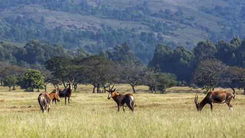 Horses in a field