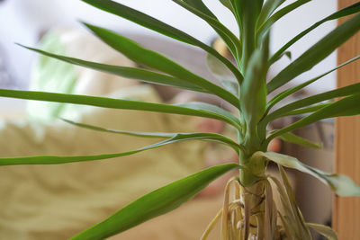 Close-up of fresh green plant