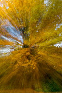 Close-up of multi colored tree