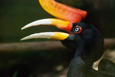 Close-up of bird perching outdoors