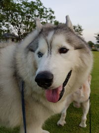 Close-up portrait of dog on field