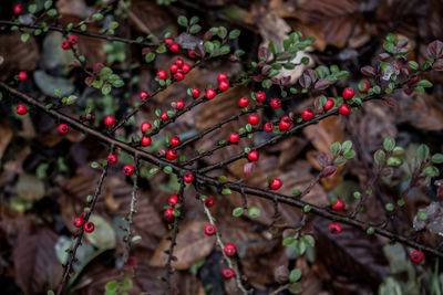 Close-up of berries growing on plant