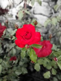 Close-up of red flower blooming outdoors