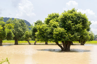 Trees by lake against sky