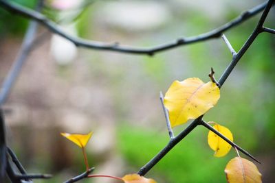 Close-up of leaves against blurred background