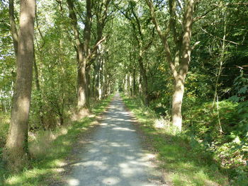 Road amidst trees in forest