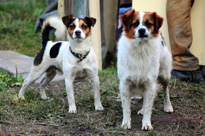 Portrait of dogs