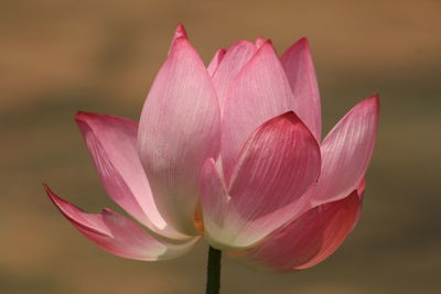 Close-up of pink lotus