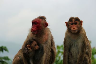 Close-up of monkey against sky