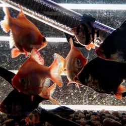 Close-up of fish swimming in tank