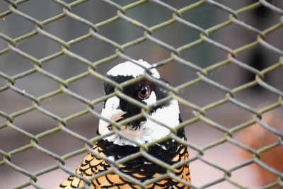 Close-up of bird perching on chainlink fence