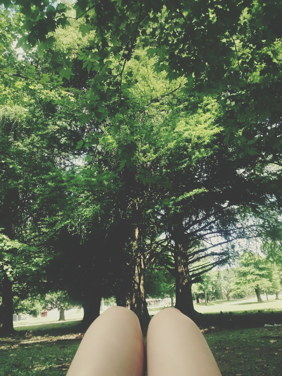 tree, personal perspective, low section, growth, part of, person, lifestyles, nature, unrecognizable person, leisure activity, day, park - man made space, sunlight, outdoors, relaxation, tranquility