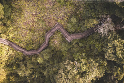 High angle view of a tree