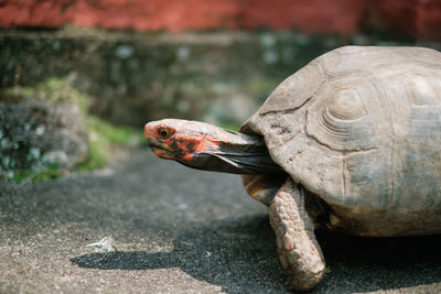 Close-up of a small turtle 