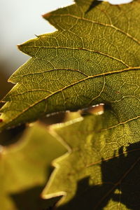 Close-up of leaves